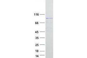 Western Blotting (WB) image for Ring Finger and WD Repeat Domain 2, E3 Ubiquitin Protein Ligase (RFWD2) (Transcript Variant 1) protein (Myc-DYKDDDDK Tag) (ABIN2730790)