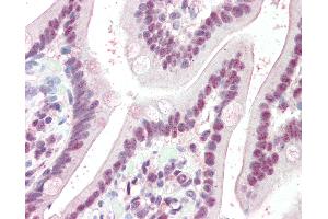 Anti-KPNA4 antibody IHC of human small intestine. (KPNA4 抗体  (AA 509-521))