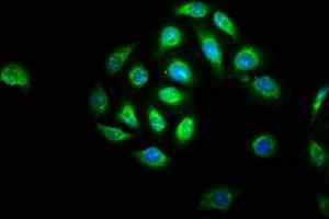 Immunofluorescence staining of A549 cells with ABIN7145162 at 1:133, counter-stained with DAPI. (BCL3 抗体  (AA 362-454))