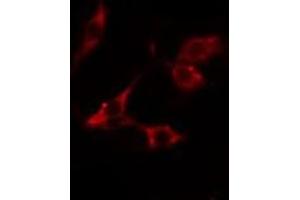 ABIN6275745 staining  293 cells by IF/ICC.