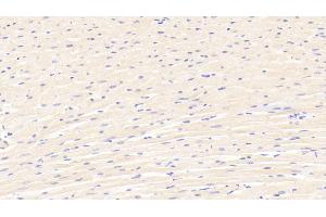 Detection of CASP12 in Rat Cardiac Muscle Tissue using Polyclonal Antibody to Caspase 12 (CASP12) (Caspase 12 抗体  (AA 1-244))