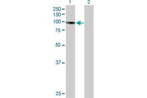 Western Blot analysis of RIN1 expression in transfected 293T cell line by RIN1 MaxPab polyclonal antibody. (RIN1 抗体  (AA 1-783))