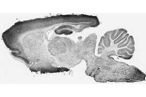 Adult rat whole brain immunohistochemistry. (Olfactomedin 1 抗体  (pan))