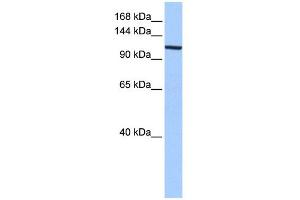 WB Suggested Anti-XPO1 Antibody Titration:  0. (XPO1 抗体  (C-Term))