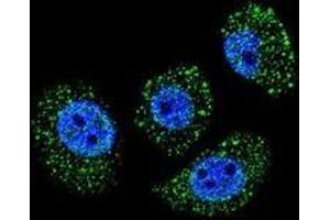 Confocal immunofluorescent analysis of A549 cells using MYBPHL Antibody (N-term), followed by Alexa Fluor 488-conjugated goat anti-rabbit lgG (green). (MYBPHL 抗体  (N-Term))