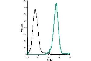 Cell surface detection of CysLTR2 in live intact acute monocytic leukemia (THP-1) cells: (black line) Control cells + goat anti-rabbit-AlexaFluor-488. (CasLTR2 抗体  (Extracellular))