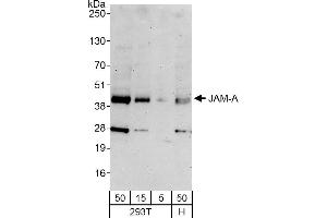 Western Blotting (WB) image for anti-F11 Receptor (F11R) (AA 249-299) antibody (ABIN7453715)