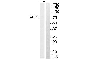Western blot analysis of extracts from HeLa cells, using AMPH antibody. (Amphiphysin 抗体)