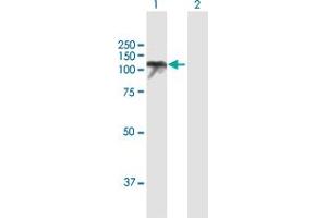 Western Blot analysis of USP10 expression in transfected 293T cell line by USP10 MaxPab polyclonal antibody. (USP10 抗体  (AA 1-798))