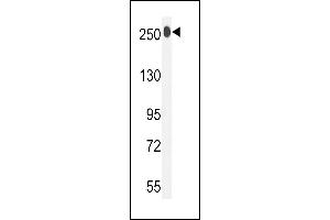 LTBP1 Antibody (C-term) (ABIN392207 and ABIN2841907) western blot analysis in mouse bladder tissue lysates (35 μg/lane).