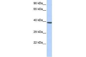 HOXA2 抗体  (Middle Region)