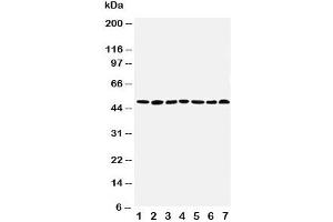 Western Blotting (WB) image for anti-C-terminal Binding Protein 1 (CTBP1) (AA 425-440) antibody (ABIN3030237)