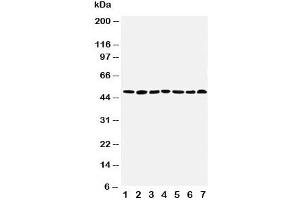 Western blot testing of CtBP1 antibody and Lane 1:  rat brain (CTBP1 抗体  (AA 425-440))