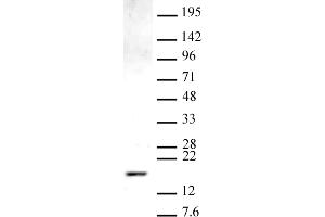 Histone H3 monomethyl Lys9 antibody (pAb) tested by Western blot. (Histone 3 抗体  (meLys9))