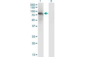 Western Blot analysis of ZNF41 expression in transfected 293T cell line by ZNF41 monoclonal antibody (M01), clone 4E9. (ZNF41 抗体  (AA 221-321))