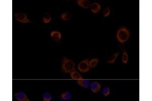 Immunofluorescence analysis of NIH/3T3 cells using Caspase-9 Polyclonal Antibody at dilution of 1:100. (Caspase 9 抗体)