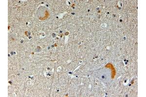 ABIN2561558 (4µg/ml) staining of paraffin embedded Human Brain. (NOS1AP 抗体  (N-Term))