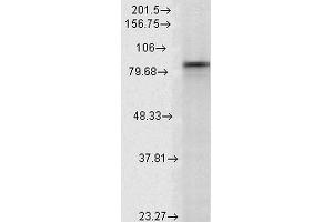 Western Blot analysis of Rat Lysates showing detection of Hsp90 alpha protein using Mouse Anti-Hsp90 alpha Monoclonal Antibody, Clone K41009 . (HSP90AA2 抗体  (AA 604-731) (Atto 594))