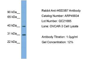 WB Suggested Anti-HSD3B7  Antibody Titration: 0. (HSD3B7 抗体  (Middle Region))