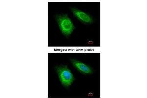 Immunofluorescence (IF) image for anti-Zinc Finger, HIT-Type Containing 1 (ZNHIT1) antibody (ABIN2855262)