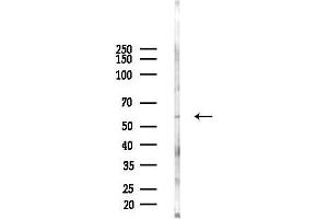 Western blot analysis of lysates from Mouse testis, using CPNE1 Antibody at 1/1000 dilution.