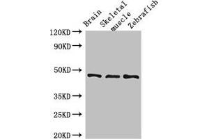 Western Blot Positive WB detected in: Mouse brain tissue, Mouse skeletal muscle tissue, Zebrafish tissue All lanes: BMP4 antibody at 3 μg/mL Secondary Goat polyclonal to rabbit IgG at 1/50000 dilution Predicted band size: 47 kDa Observed band size: 47 kDa (BMP4 抗体  (AA 303-408))