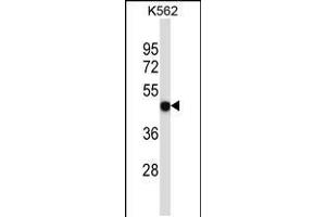 Western blot analysis in K562 cell line lysates (35ug/lane). (P2RX5 抗体  (C-Term))