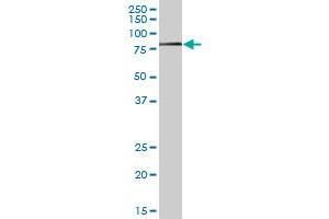 GRB7 MaxPab polyclonal antibody. (GRB7 抗体  (AA 1-532))