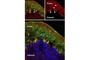 Expression of mGluR5 in rat cerebellum - Immunohistochemical staining of perfusion-fixed frozen rat cerebellum sections using Anti-mGluR5 (extracellular) Antibody (ABIN7043250, ABIN7044332 and ABIN7044333), (1:50). (Metabotropic Glutamate Receptor 5 抗体  (Extracellular))