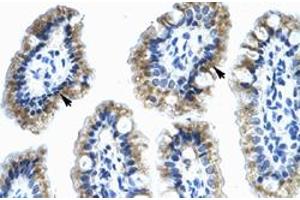 Immunohistochemical staining (Formalin-fixed paraffin-embedded sections) of human intestine with ANXA4 polyclonal antibody  at 4-8 ug/mL working concentration. (Annexin IV 抗体  (N-Term))