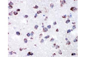 IHC-P: Cytochrome C antibody testing of rat lung tissue (Cytochrome C 抗体  (AA 91-105))