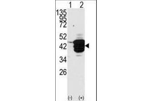 Western blot analysis of HDAC11 (arrow) using HDAC11 Antibody (N-term) (ABIN387964 and ABIN2844702). (HDAC11 抗体  (N-Term))