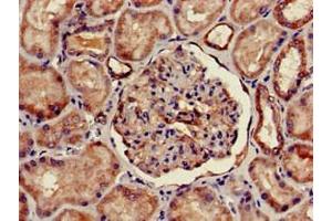 Immunohistochemistry of paraffin-embedded human kidney tissue using ABIN7153101 at dilution of 1:100 (FOXQ1 抗体  (AA 10-123))