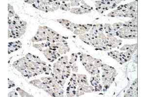 Image no. 1 for anti-RNA-binding protein Raly (RALY) (C-Term) antibody (ABIN203403) (Raly 抗体  (C-Term))