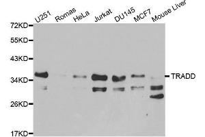 Western blot analysis of extracts of various cell lines, using TRADD antibody. (TRADD 抗体)