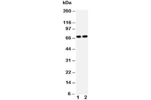 Western blot testing of Lamin B2 antibody and Lane 1:  HeLa (Lamin B2 抗体  (AA 580-597))