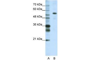 WB Suggested Anti-FLJ12529 Antibody Titration:  1. (CPSF7 抗体  (C-Term))
