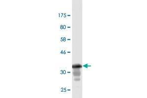 Western Blot detection against Immunogen (37. (GML 抗体  (AA 48-158))