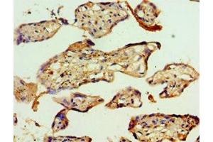 Immunohistochemistry of paraffin-embedded human placenta tissue using ABIN7142944 at dilution of 1:100