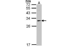 WB Image Sample (30 ug of whole cell lysate) A: Hep G2 , 12% SDS PAGE antibody diluted at 1:1000 (HAGH 抗体)