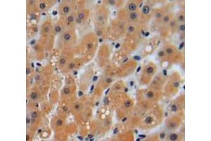 IHC-P analysis of liver tissue, with DAB staining. (PRKAB2 抗体  (AA 17-260))
