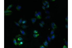 Immunofluorescent analysis of HepG2 cells using ABIN7153363 at dilution of 1:100 and Alexa Fluor 488-congugated AffiniPure Goat Anti-Rabbit IgG(H+L)
