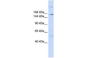 Western Blotting (WB) image for anti-Arginine-Glutamic Acid Dipeptide (RE) Repeats (RERE) antibody (ABIN2458350) (RERE 抗体)