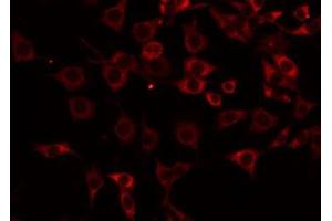 ABIN6275199 staining NIH-3T3 by IF/ICC. (ICAM2 抗体  (Internal Region))