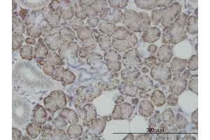 Immunoperoxidase of monoclonal antibody to ITM1 on formalin-fixed paraffin-embedded human salivary gland. (STT3A 抗体  (AA 603-701))