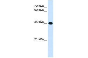 WB Suggested Anti-eve Antibody Titration:  0. (Adipsin 抗体  (N-Term))