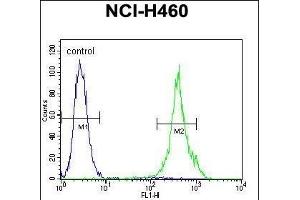 ML1 Antibody (Center) (ABIN655505 and ABIN2845021) flow cytometric analysis of NCI- cells (right histogram) compared to a negative control cell (left histogram). (MAML1 抗体  (AA 198-225))