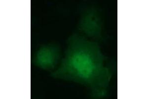 Image no. 2 for anti-Indoleamine 2,3-Dioxygenase 1 (IDO1) antibody (ABIN1498794) (IDO1 抗体)