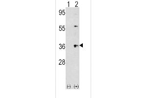 Western blot analysis of THPO using rabbit polyclonal THPO Antibody using 293 cell lysates (2 ug/lane) either nontransfected (Lane 1) or transiently transfected with the THPO gene (Lane 2). (Thrombopoietin 抗体  (AA 243-273))