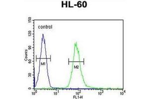 Flow cytometric analysis of HL-60 cells using CD132 / IL2RG Antibody (N-term) AP52197PU-N (right histogram) compared to a negative control cell (left histogram). (IL2RG 抗体  (N-Term))